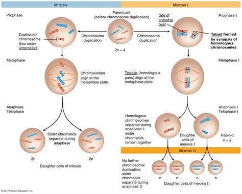 how many cells are formed as a result of mitosis